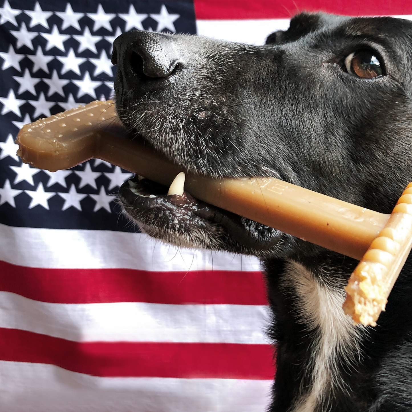 calming dog toys