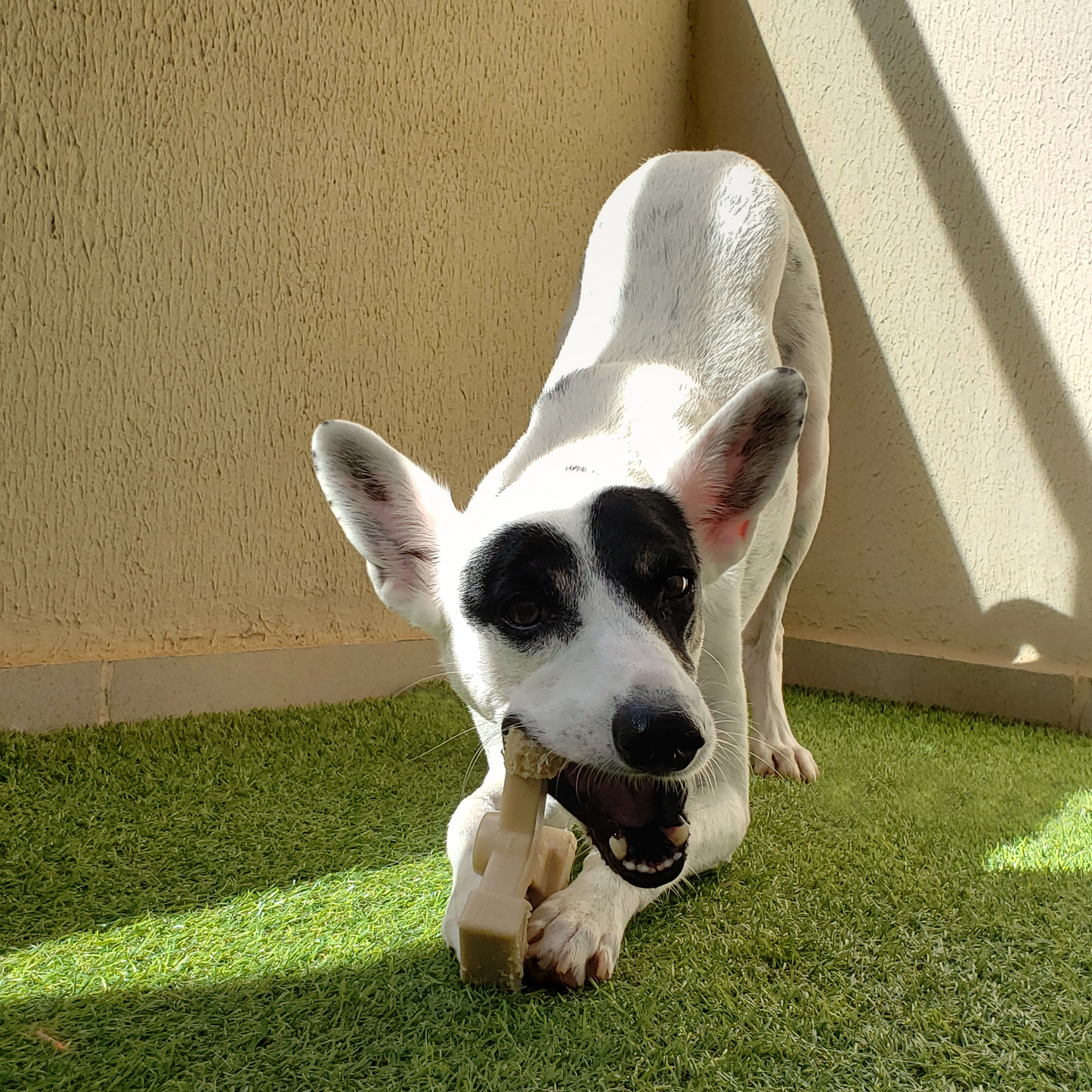 boredom buster dog toys