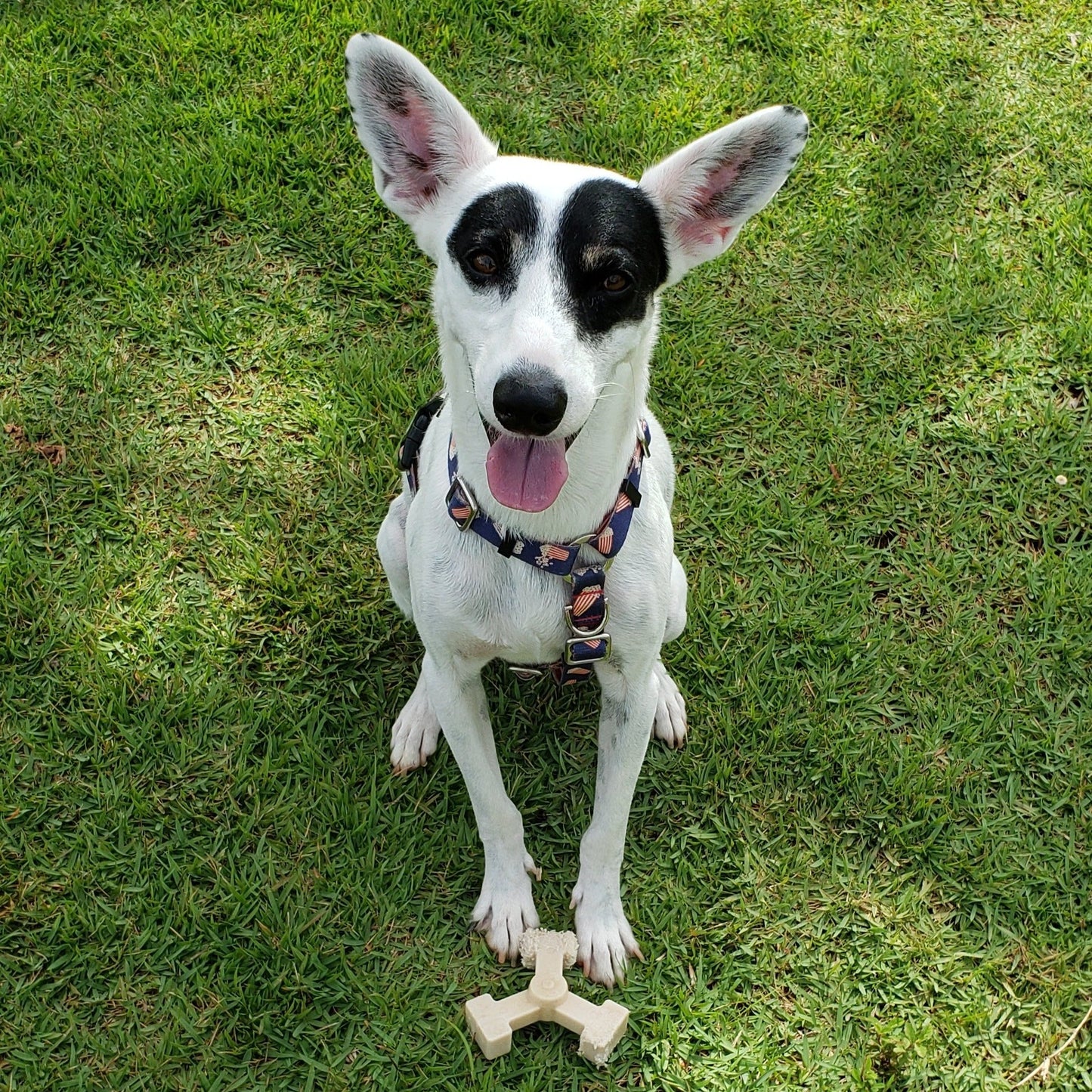long lasting dog bones