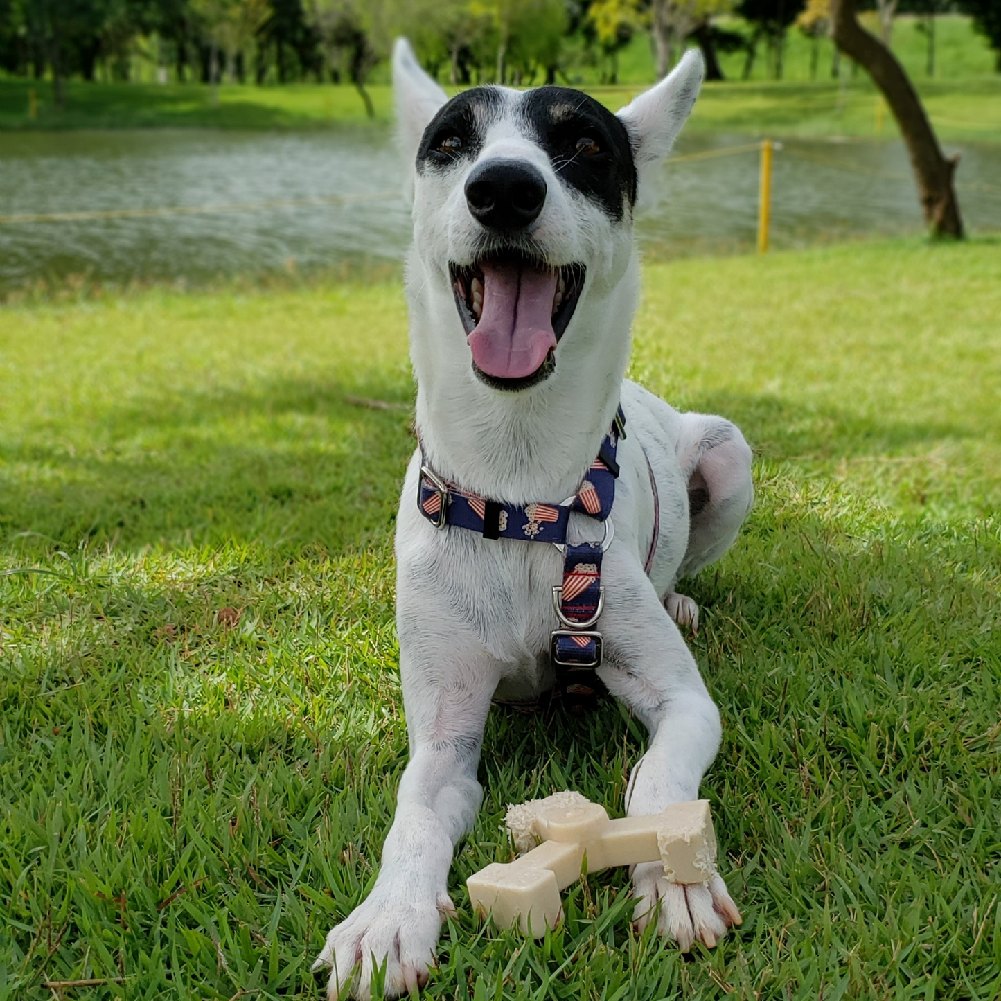 big dog bone