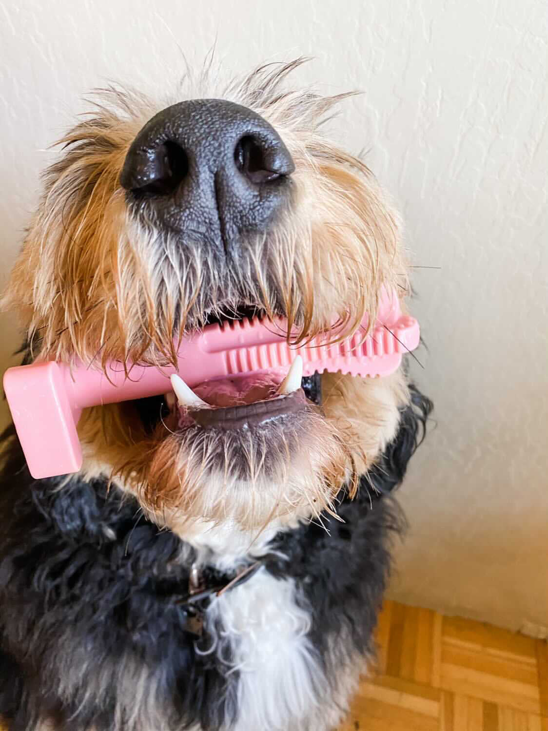 anxiety bones for dogs