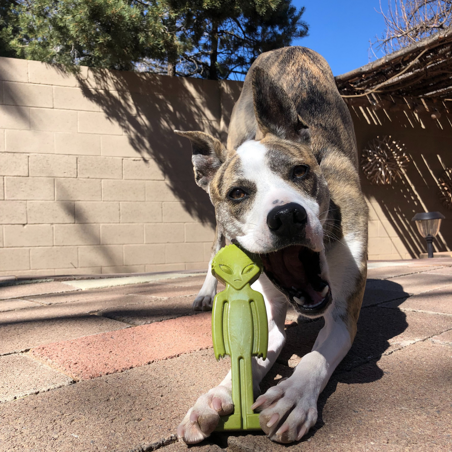 green chew bone for dogs