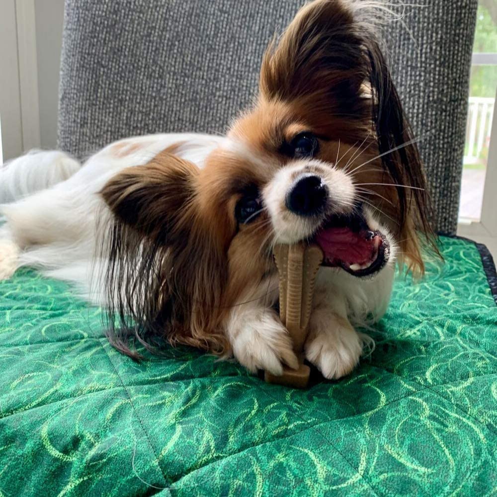 dog teeth cleaning bones