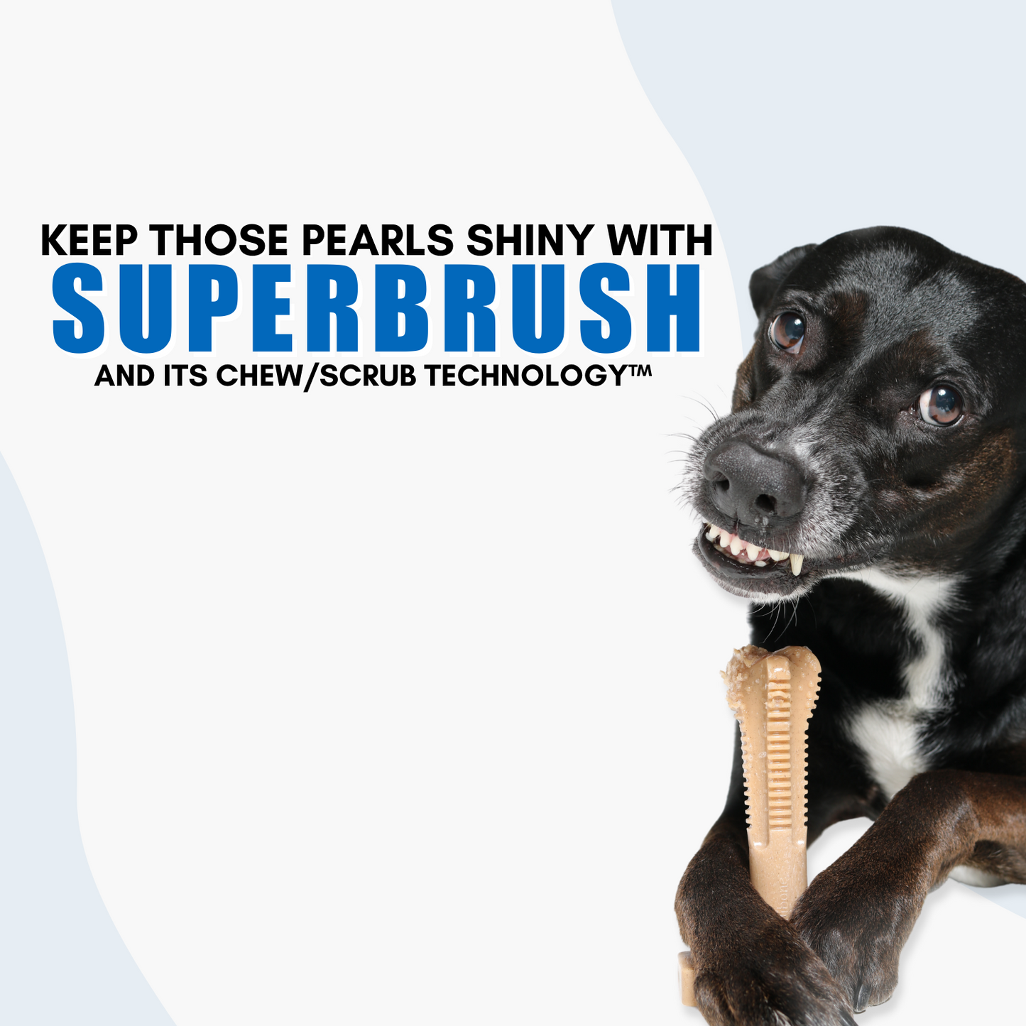 dog teeth cleaning bones