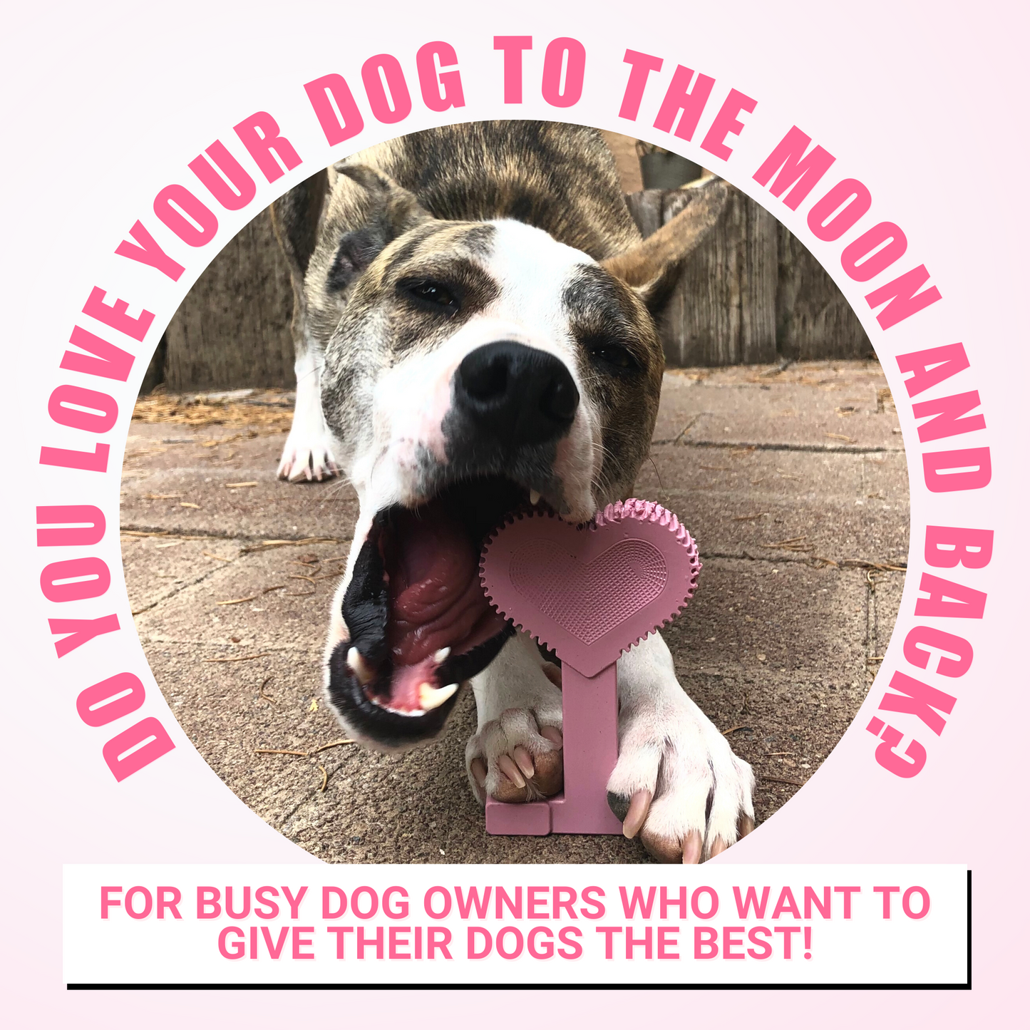Large Dog 5 Pack Bundle
