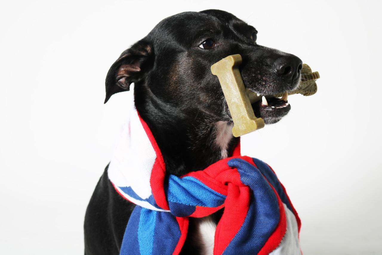 dog teeth cleaning bones
