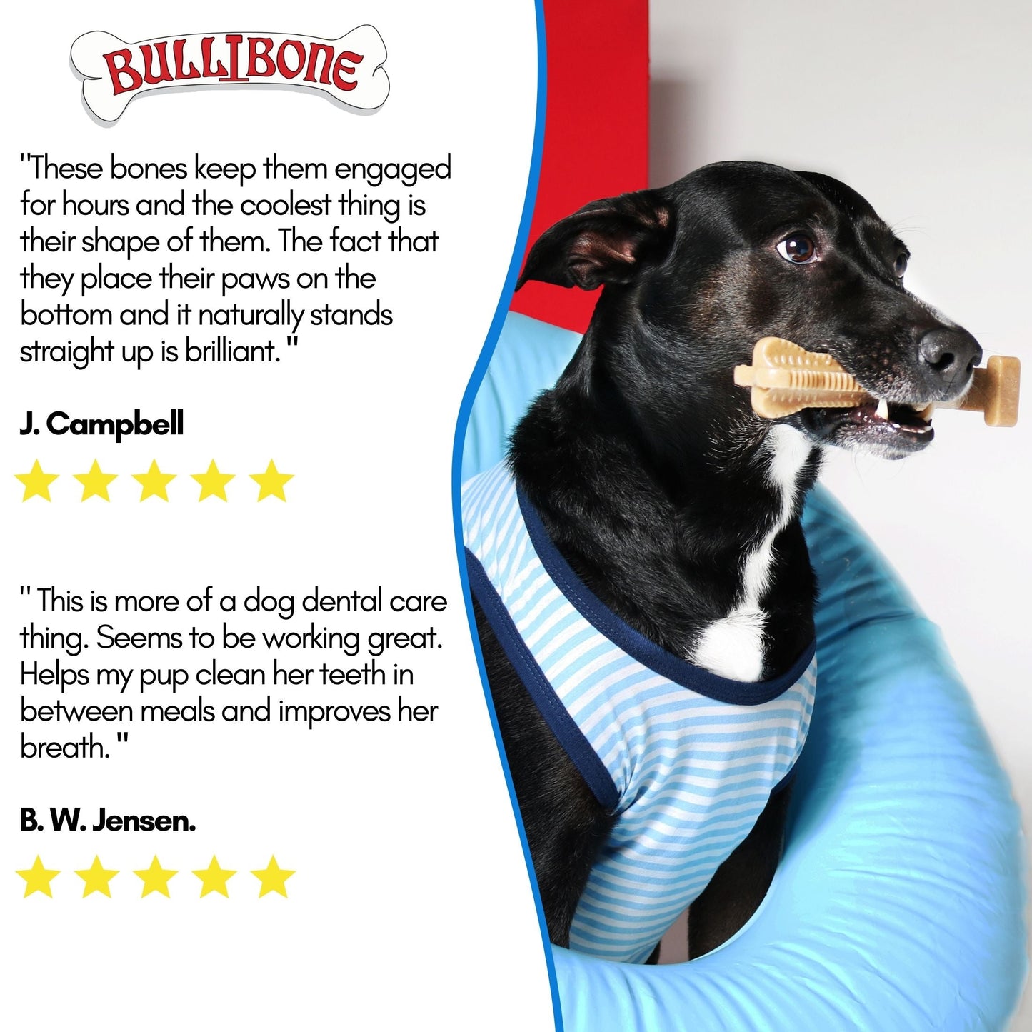 Large Dog 5 Pack Bundle