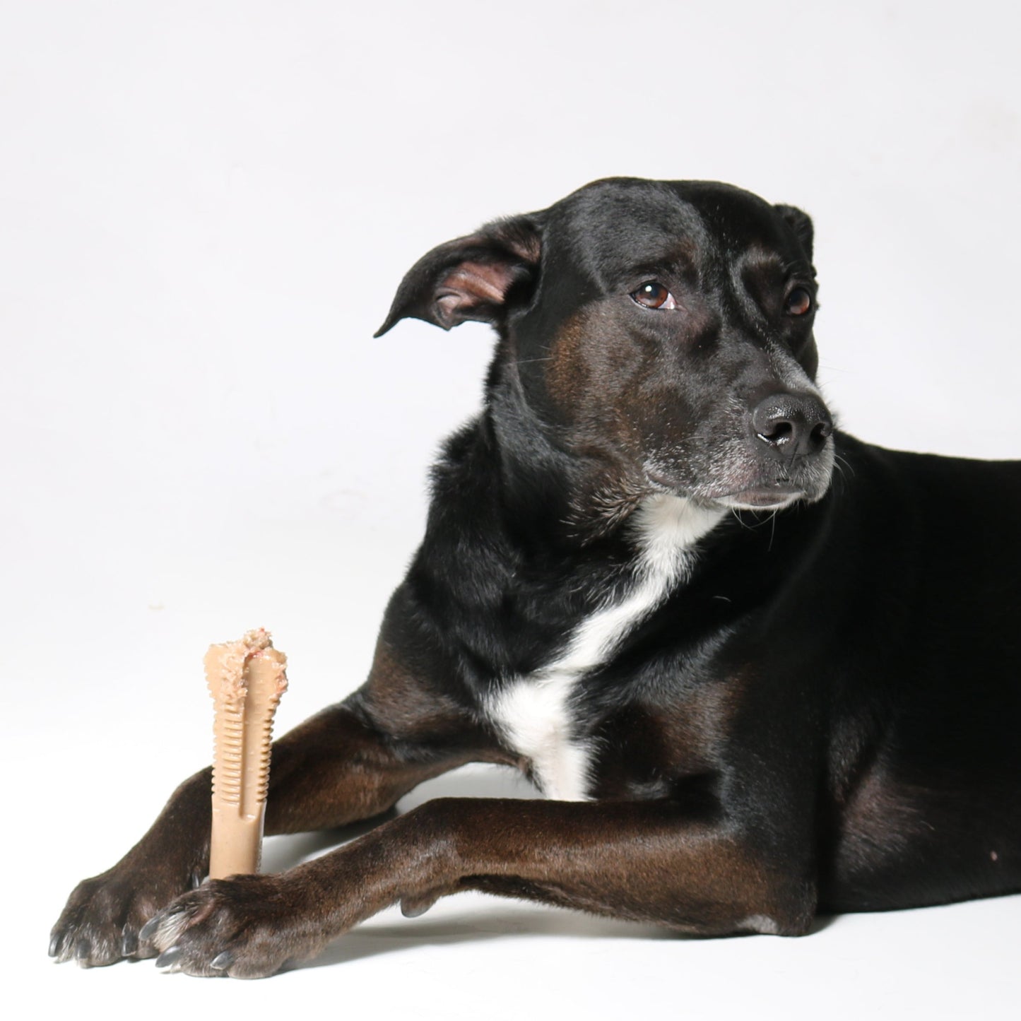 Dog bone toothbrush