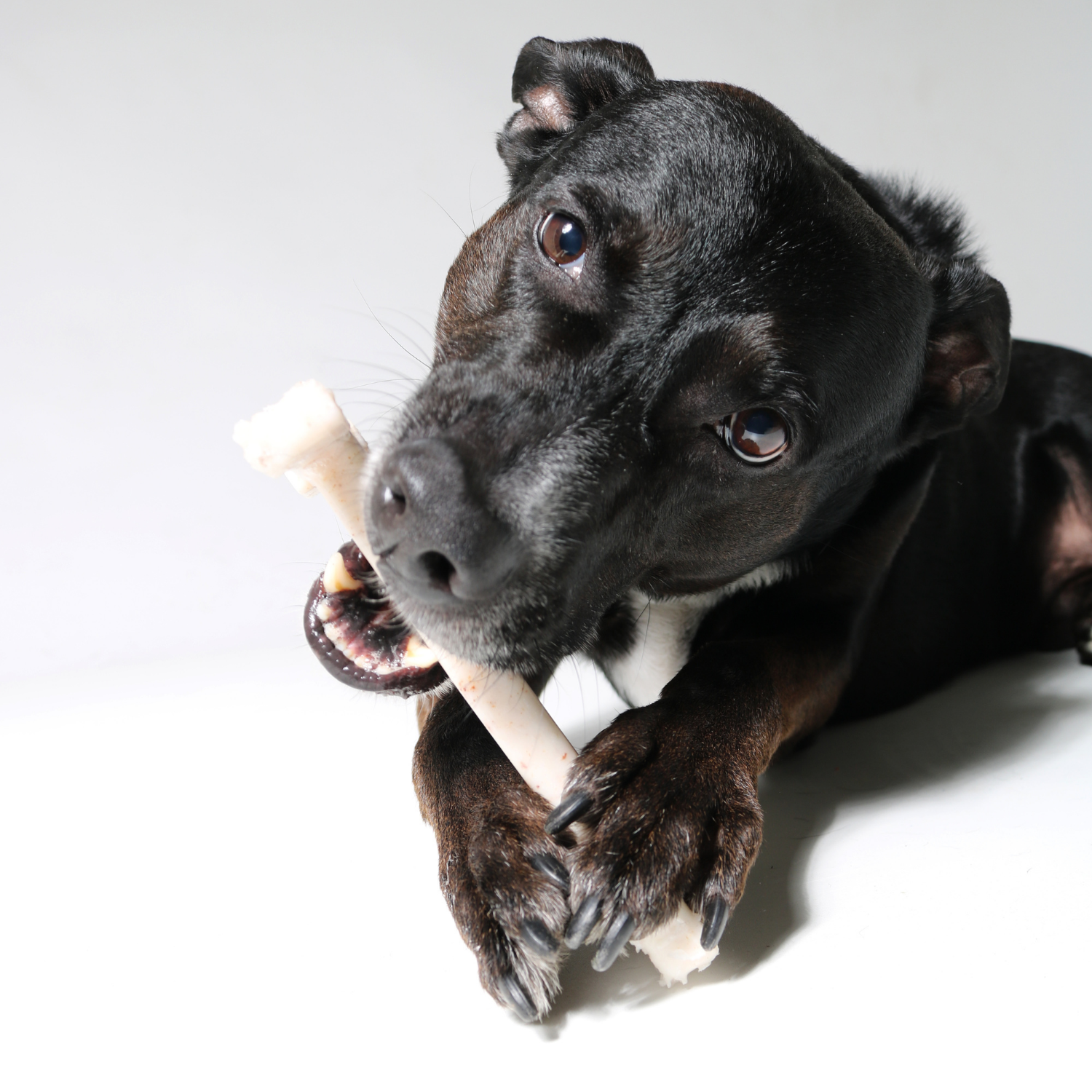 Self Play Dog Toys: Spin-a-Bone – shopbullibone