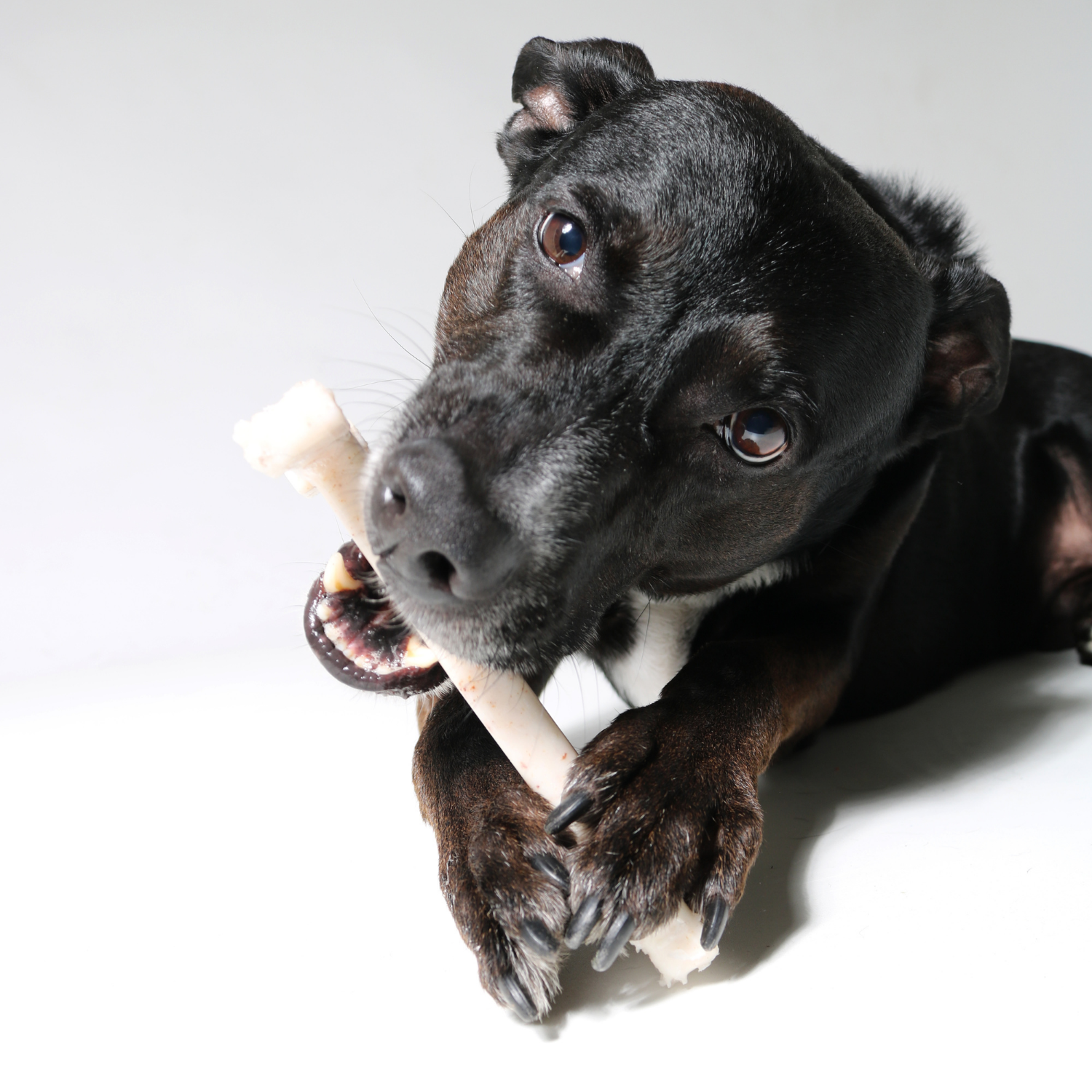 bacon flavored dog chew toys
