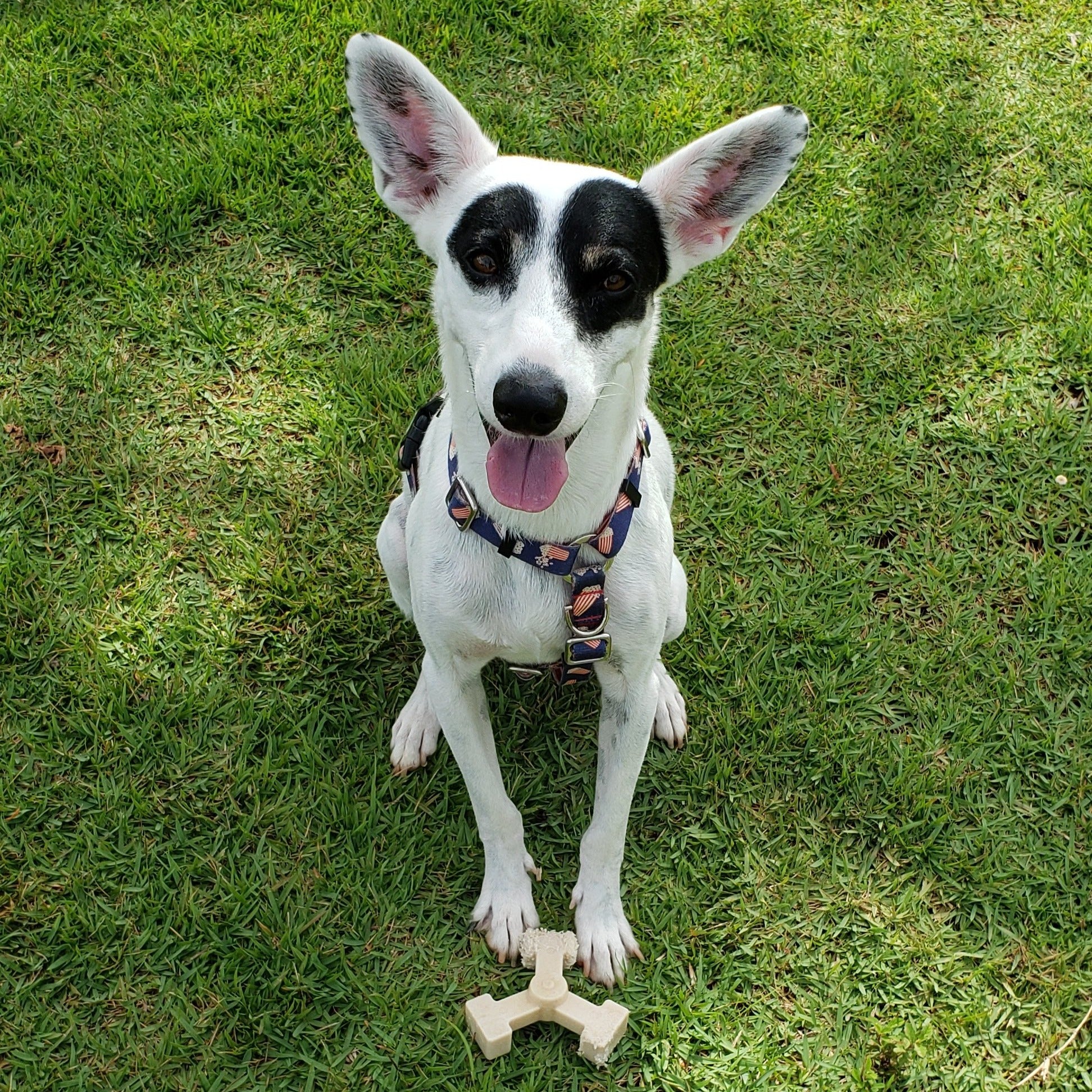 self play dog toys