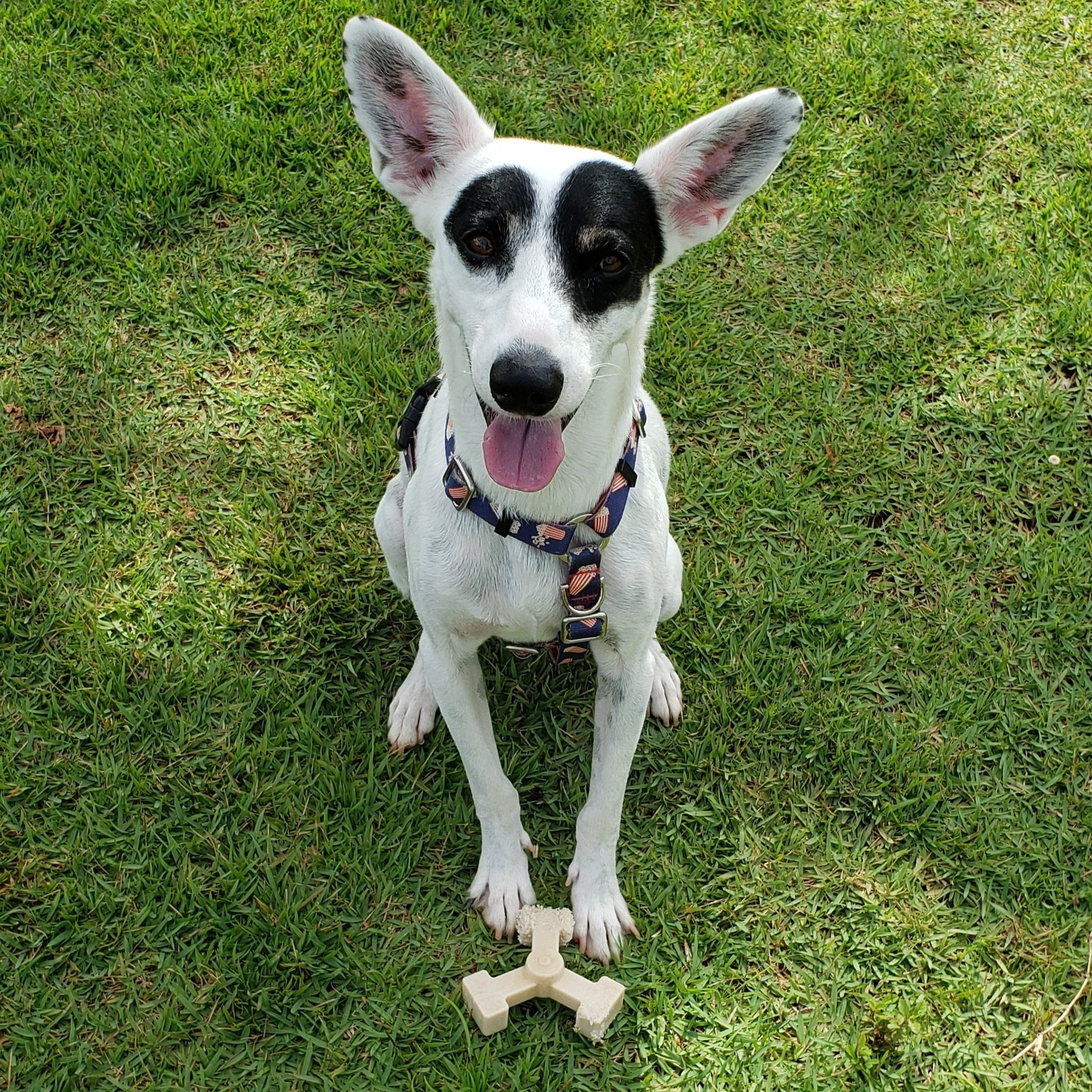 boredom buster dog toys