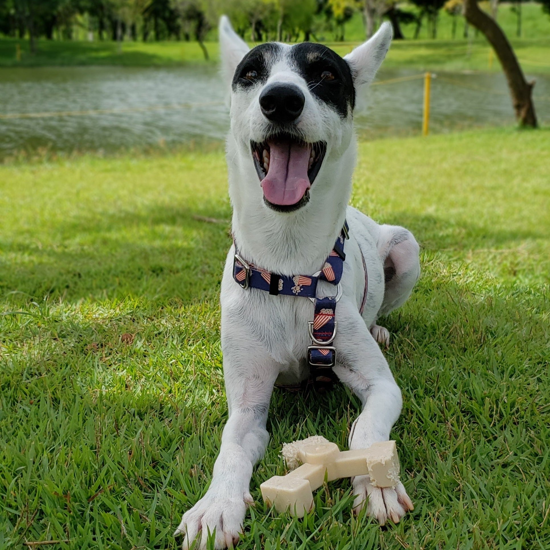 self play dog toys