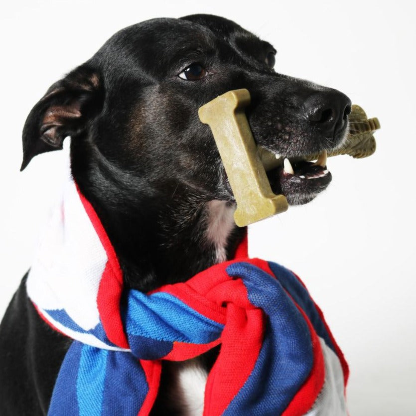 brush bone for dogs